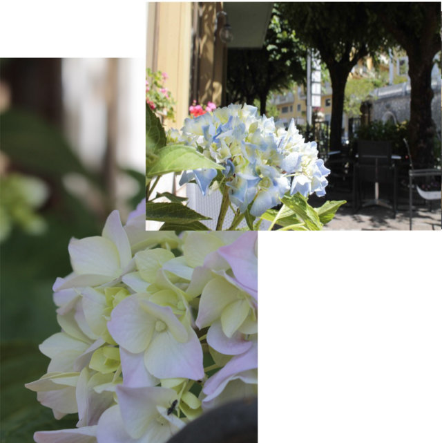 hotel-delle-ortensie-fiuggi-terme-spa-e-restaurant-in-fiuggi-città-citta-termale-thermal-place-restaurant-hotel-boutique-flowe-flowers-beb-bed-and-breakfast-dove-mangiare-a-fiuggi-dove-dormire-